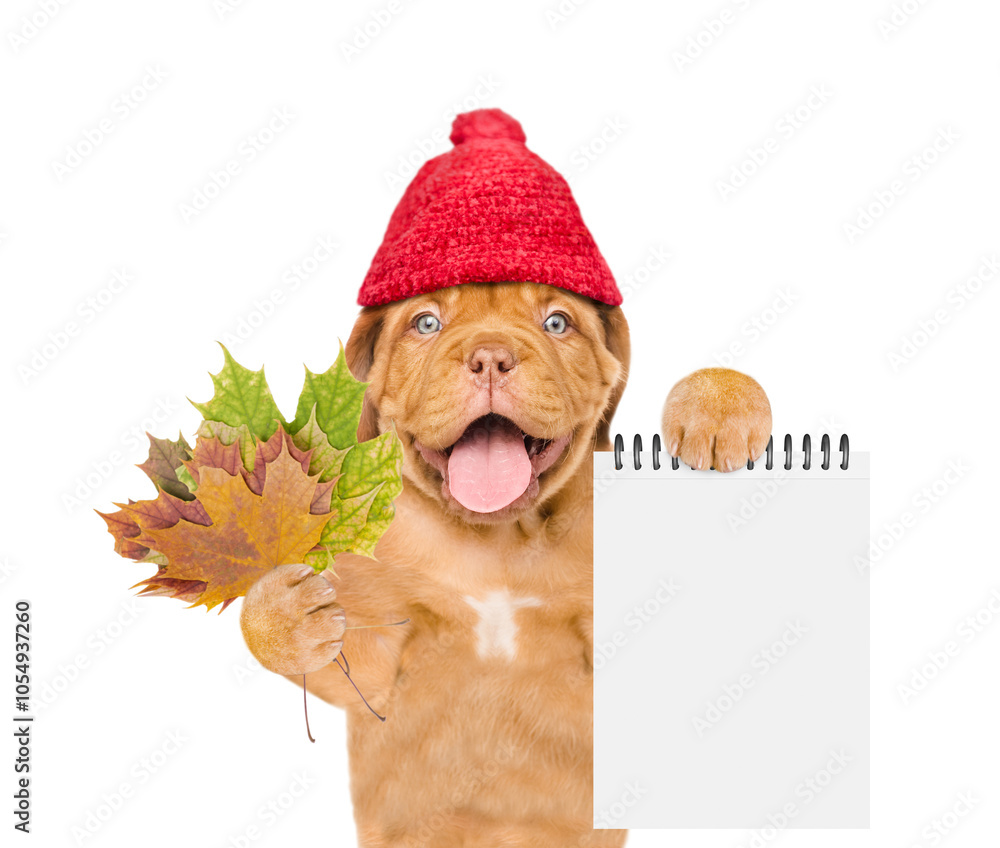 Poster happy mastiff puppy wearing a warm hat with pompon holds dry colorful leaves and shows blank notepad