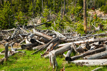 stump in the forest, Yellowstone National Park