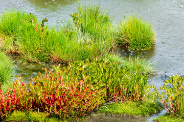 grass in the swamp, Yellowstone National Park