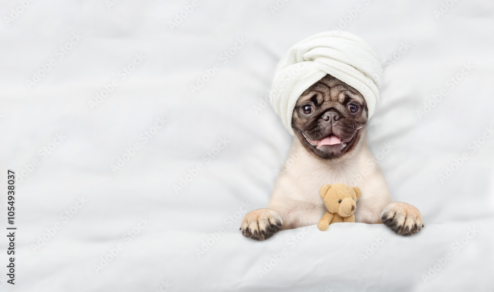 Fototapete Funny Pug puppy with towel on it head relaxing on the bed at home with favorite toy bear. Top down view. Empty space for text