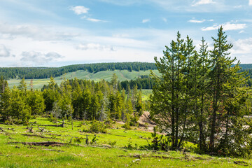 Yellowstone National Park, forest, hill, meadows