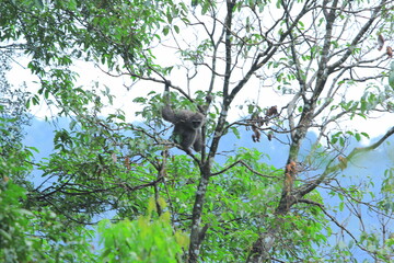 silverly javan gibbon on tree