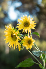 sunflower in the garden
