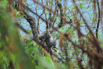 Silvery Javan Gibbon on tree
