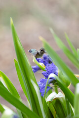 Obraz premium Hummingbird and purple flowers