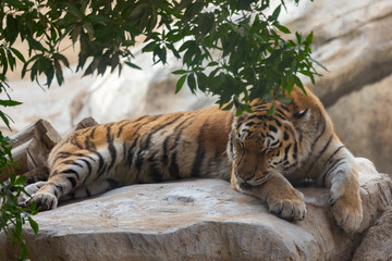 Tiger in captivity at Emirates Park Zoo, Abu Dhabi, United Arab Emirates