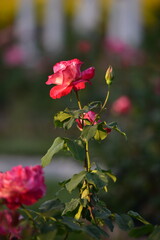 red rose in garden