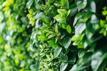 Obraz premium Green wall with lush foliage