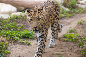  Leopard in captivity at Emirates Park Zoo, United Arab Emirates