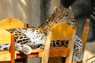 Leopard in captivity at Emirates Park Zoo, United Arab Emirates