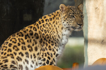 Leopard in captivity at Emirates Park Zoo, United Arab Emirates