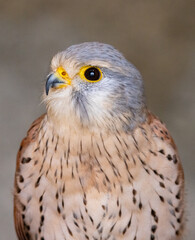 European kestrel also known as Eurasian kestrel or Old World kestrel, close up detailed shot in natural habitat