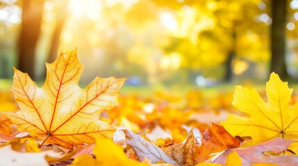 Soft Focus on Fallen Leaves with Subtle Lighting