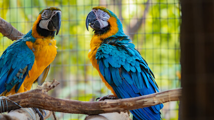 Pair of vibrant blue-and-yellow macaws perched on a branch, displaying colorful feathers and social...