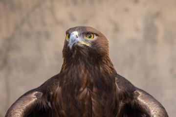 Golden Eagle (Aquila chrysaetos) bird of prey close up detailed shot. 
