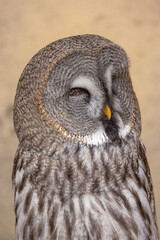 Great Grey Owl (Strix nebulosa) close up detailed portrait