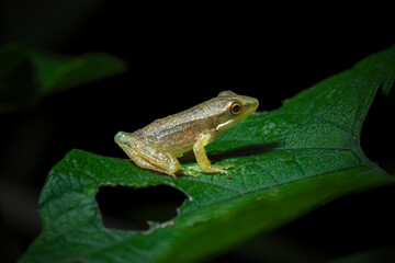 frog on a leaf