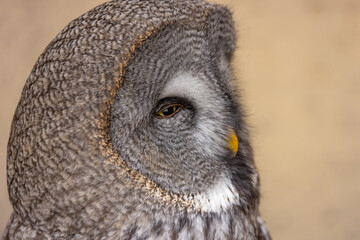 Great Grey Owl (Strix nebulosa) close up detailed portrait