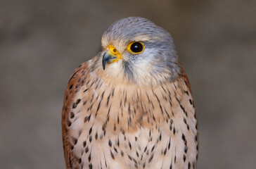 European kestrel also known as Eurasian kestrel or Old World kestrel, close up detailed shot in...