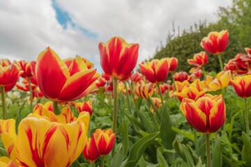 Obraz premium Vibrant red and yellow tulips in bloom.