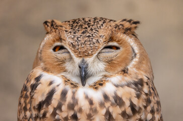 Desert Eagle Owl or Pharaoh eagle-owl in it's natural Middle Eastern environment