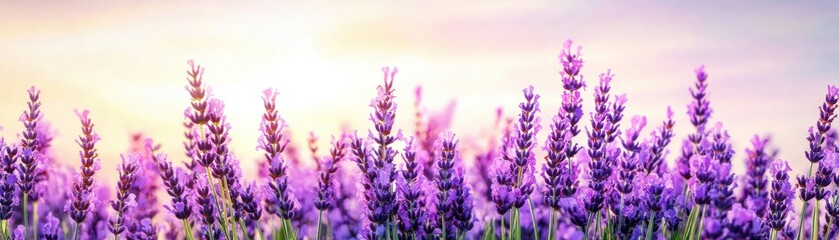 Fototapeta premium Field of lavender blossoms under a pastel sunset sky