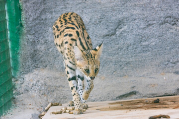 Serval savannah cat in captivity at Emirates Park Zoo, United Arab Emirates