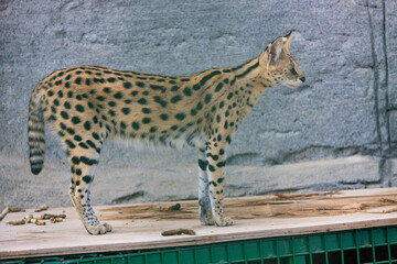 Serval savannah cat in captivity at Emirates Park Zoo, United Arab Emirates