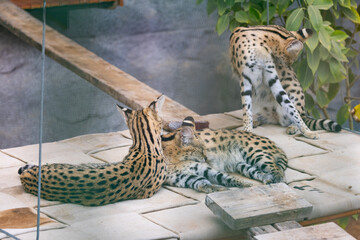 Serval savannah cat in captivity at Emirates Park Zoo, United Arab Emirates
