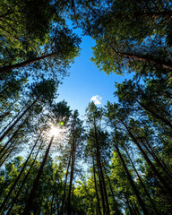 Fototapeta premium Experience the serene beauty of towering trees reaching towards the sky, sunlight filtering through a lush green canopy, inviting peace and tranquility in nature?s embrace.