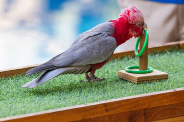 Gang Gang Cockatoo performing at an animal show at Emirates Park Zoo, United Arab Emirates
