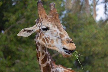 Abu Dhabi, December 29, 2021. Giraffe in captivity at Emirates Park Zoo, United Arab Emirates