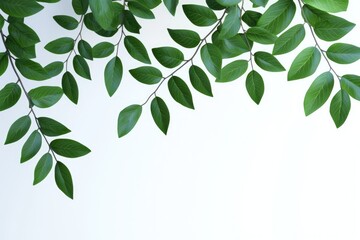 a branch of mountain ash