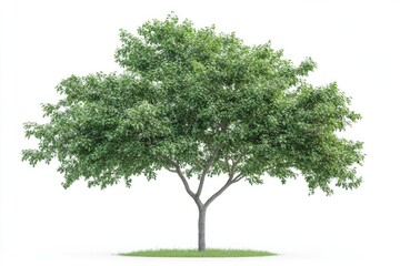 Obraz premium a branch of mountain ash