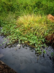 green moss on the stone