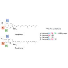 Diagram of Vitamin E vitamers - Tocopherol and Tocotrienol skeletal structure, chemical diagram.