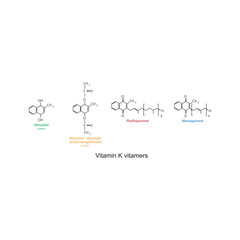 Diagram of Vitamin K vitamers - Phylloquinone, Menaquinone, Menadiol, Menadiol diacetate - skeletal chemical structure, scientific illustration.