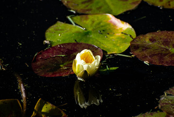 budding yellow water lily in the pond