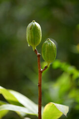 ウバユリの種