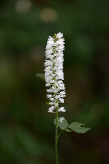 サラシナショウマ