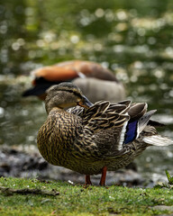 Mallard duck on grass