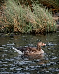 Greylag goose in a serene pond