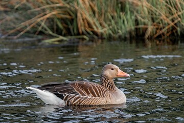 Greylag Goose Swimming in Lake