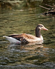 Serene Goose on Lake