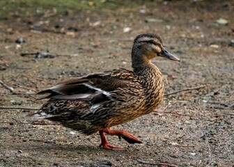 Mallard duck walking on muddy ground