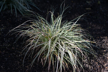 葉模様　自然の造形