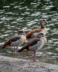 Egyptian geese by the lake
