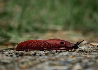 Close-up of a red slug on a textured surface