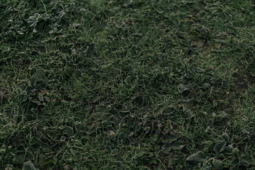 green grass background