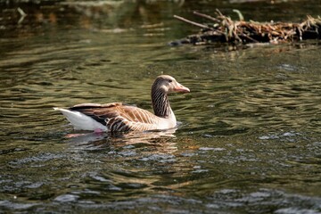 Goose swimming on a calm river